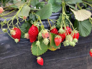 【旅育】千葉県の佐藤いちご園で「イチゴ狩り」を体験！