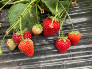 【超おすすめ】広口苺園でシーズン終盤のイチゴ狩りを満喫した件