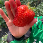 山武市・広口苺園でイチゴ狩り！子連れに嬉しい魅力と体験レポ