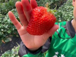 山武市・広口苺園でイチゴ狩り！子連れに嬉しい魅力と体験レポ