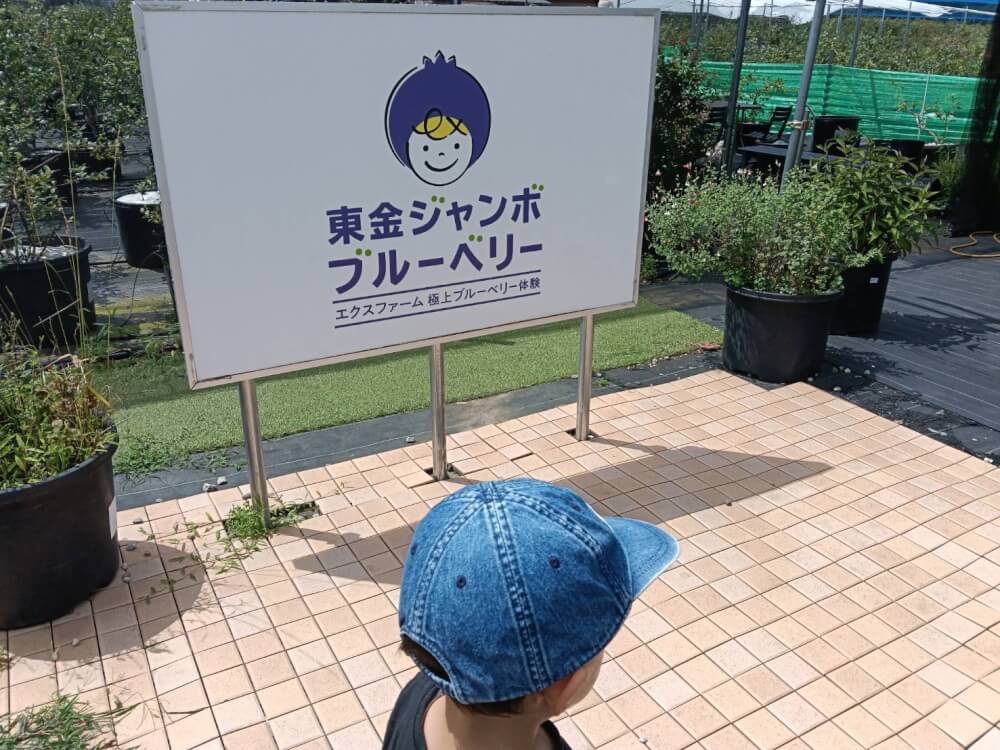 関東最大級　東金ジャンボブルーベリーの写真 15