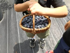 【小学生以下無料】関東最大級の東金ジャンボブルーベリーで摘み取り初体験！
